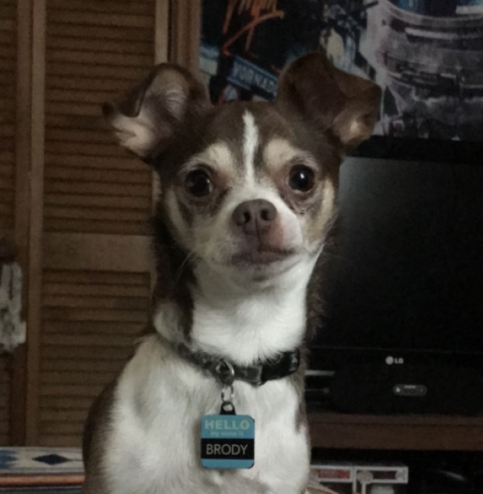 Brody