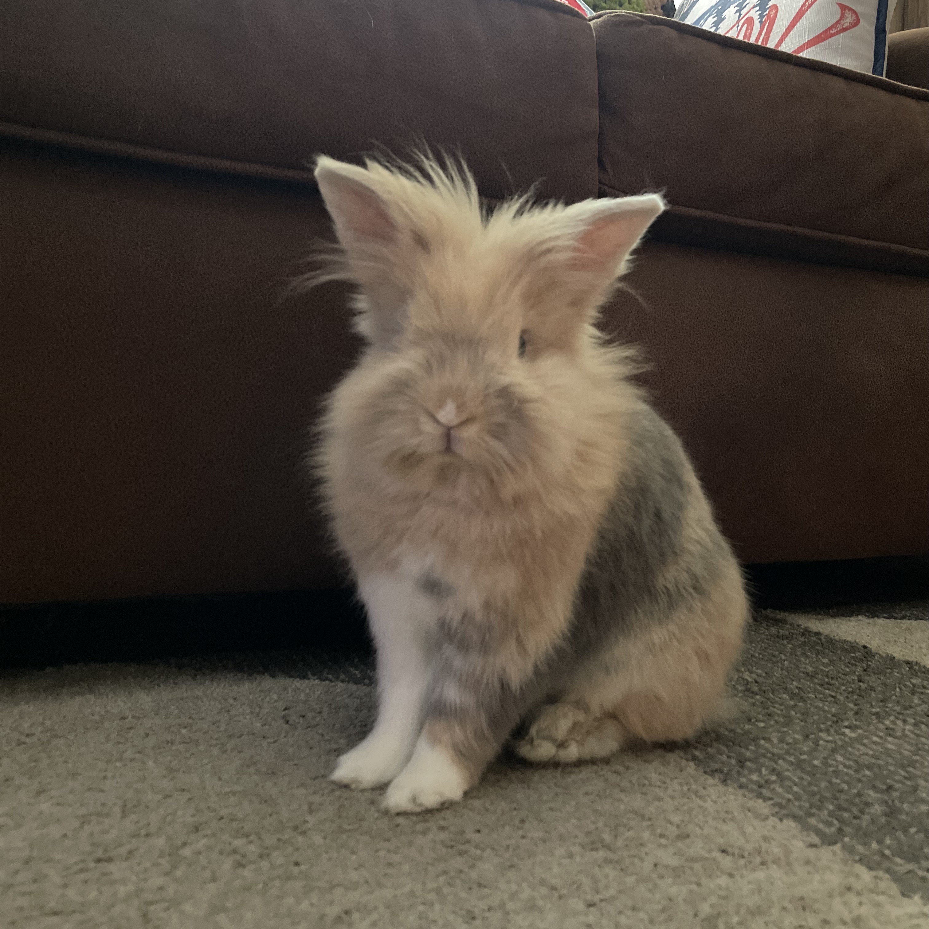 Rocko