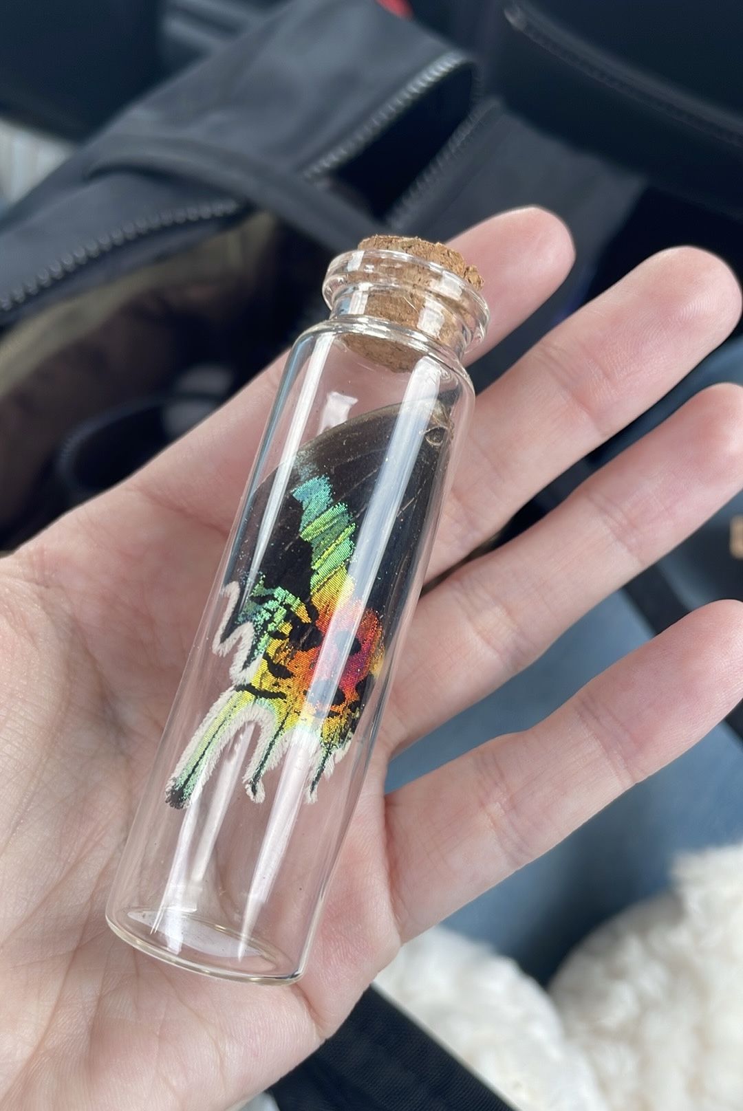 moth wing in vial