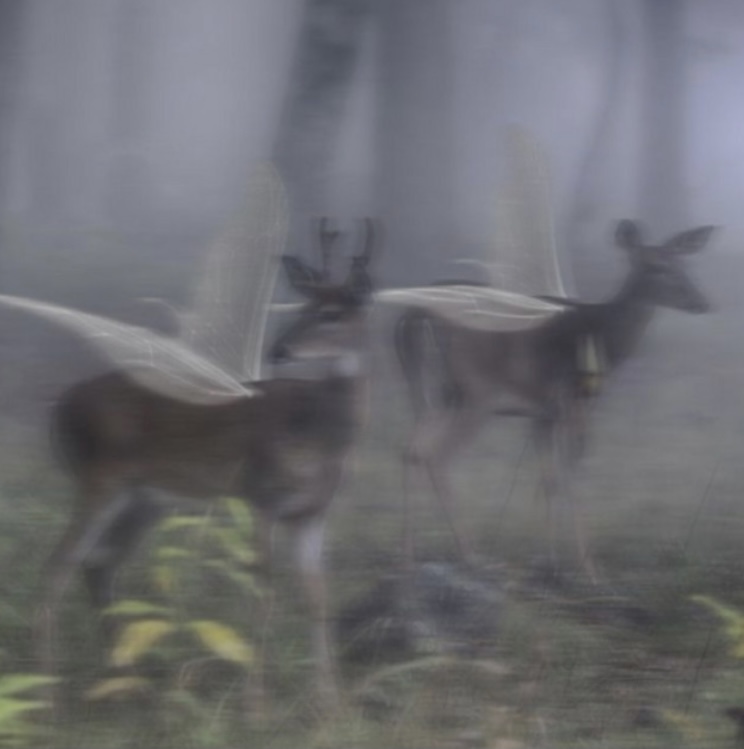 FORESTFOLK
